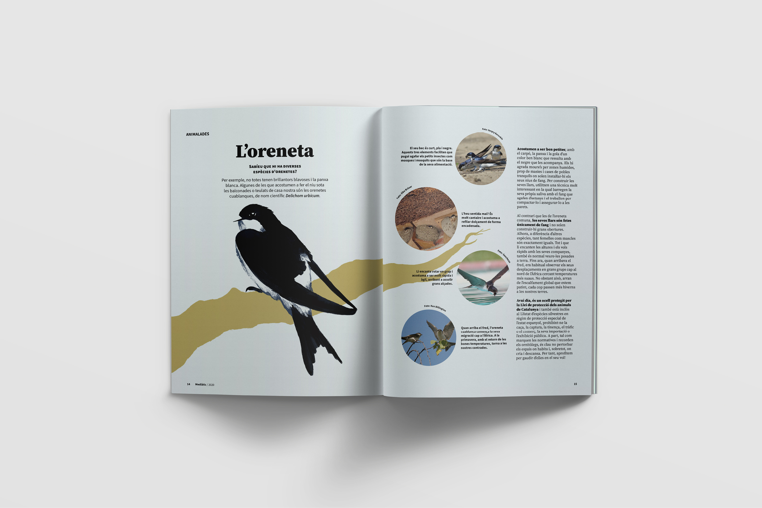 bird illustration editorial design